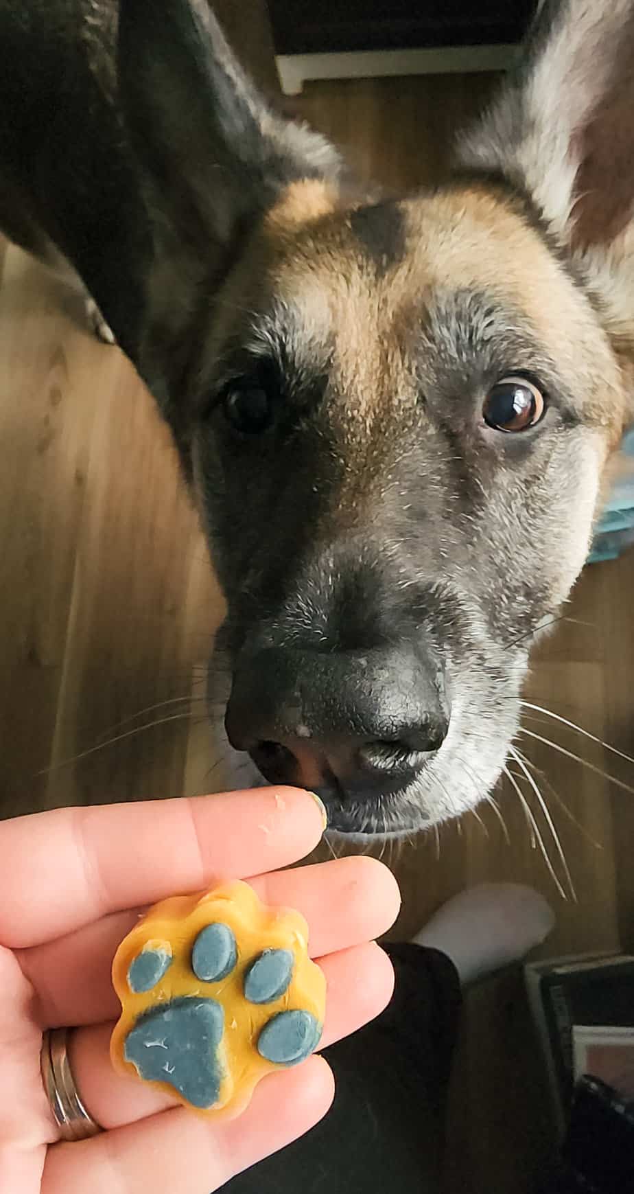 dog with treat