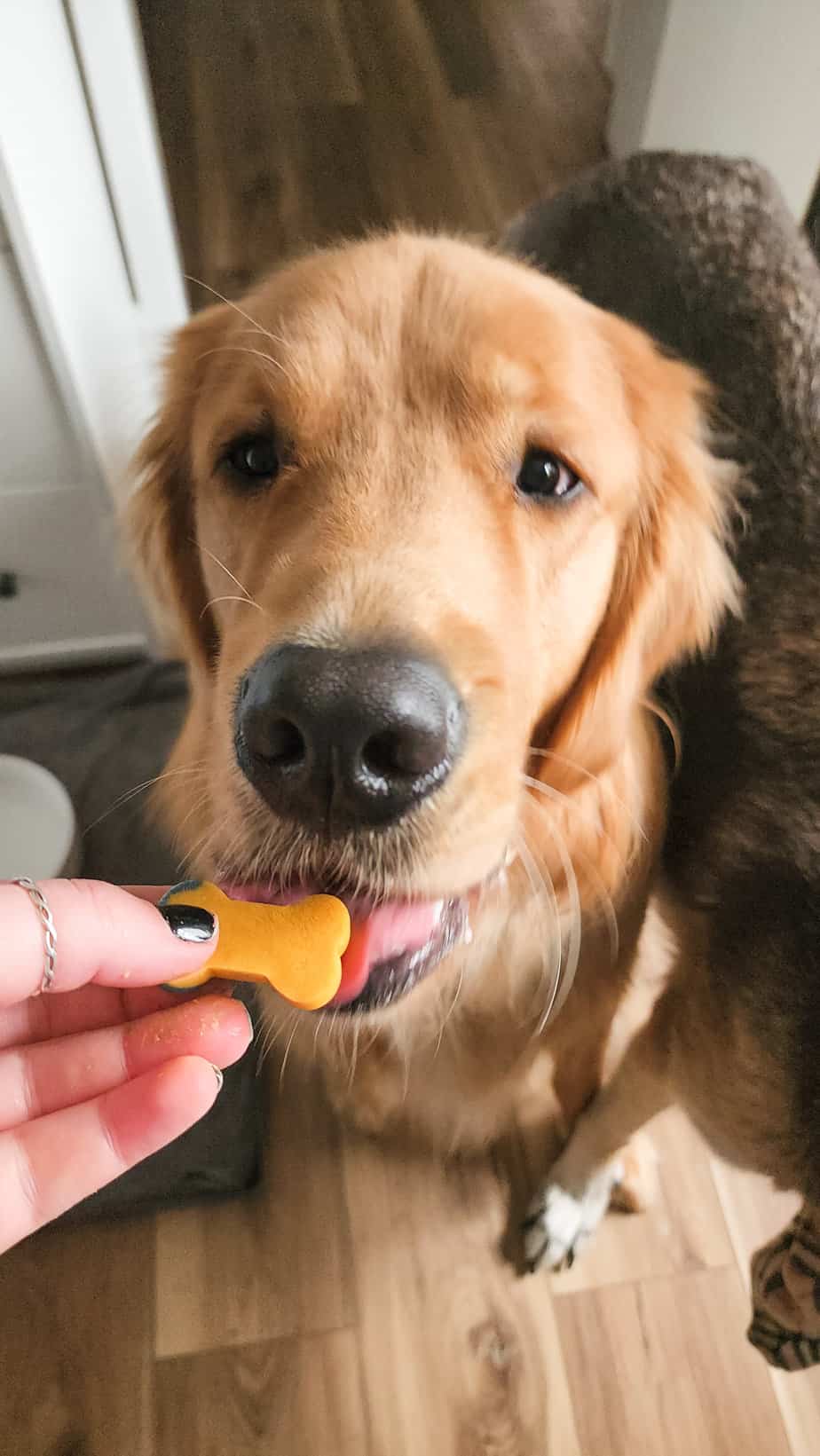 dog with treat