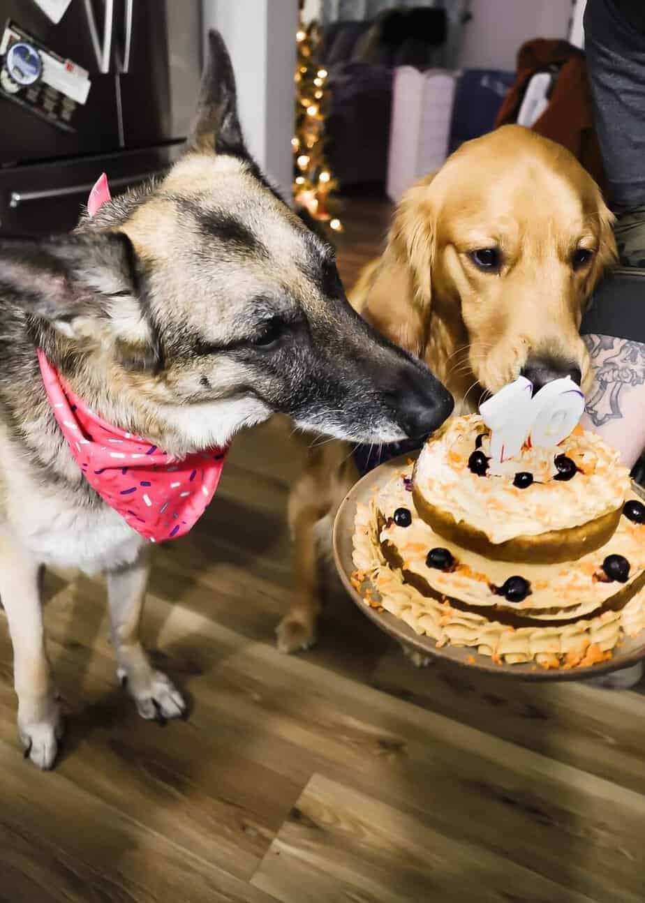 dogs enjoying dog birthday cake